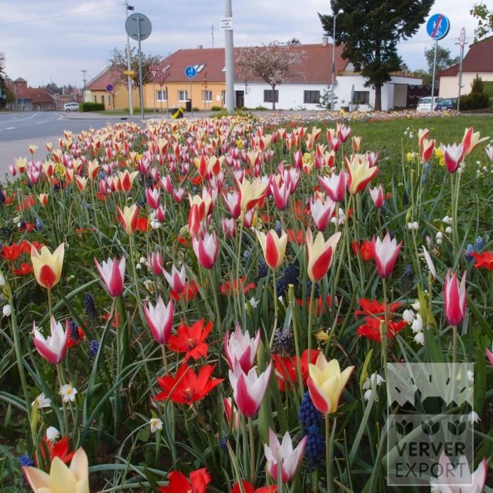 Kits 'Prima Vera' © (11113) - Bild 3