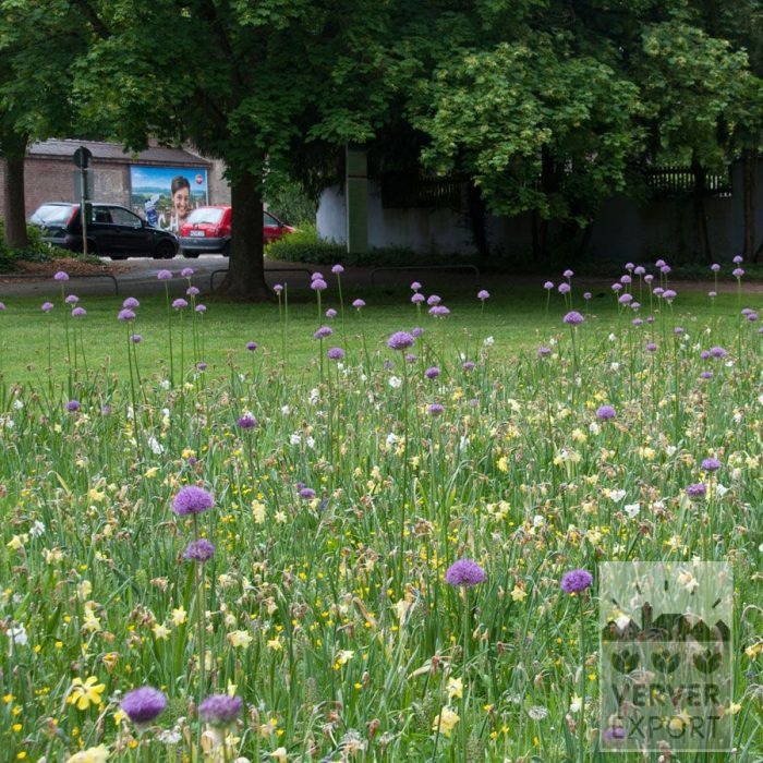 Kits 'Prima Plouay' © (11183) - Bild 5