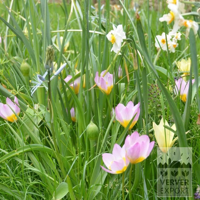 Kits 'Flora Livry-Gargan' © (11381) - Bild 2
