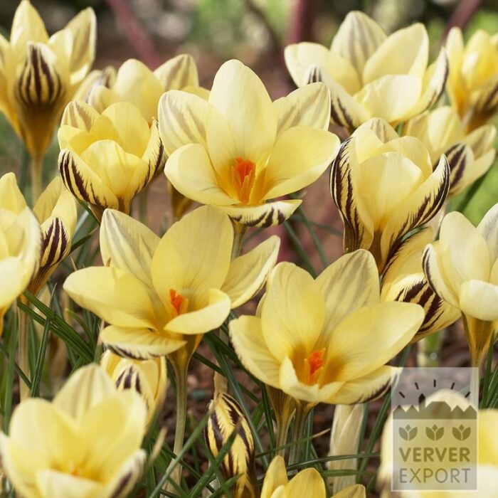 Crocus chrysanthus 'Gipsy Girl' (14028)