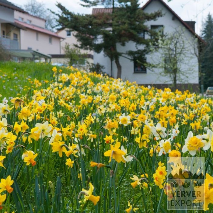 Kits 'Kit Narcissus' © (17003) - Bild 2