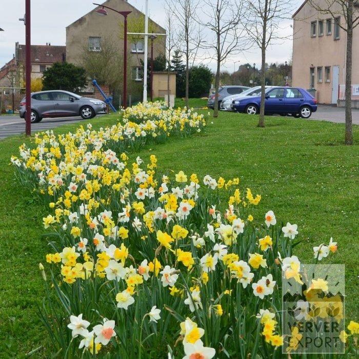 Kits 'Kit Narcissus' © (17003) - Bild 3