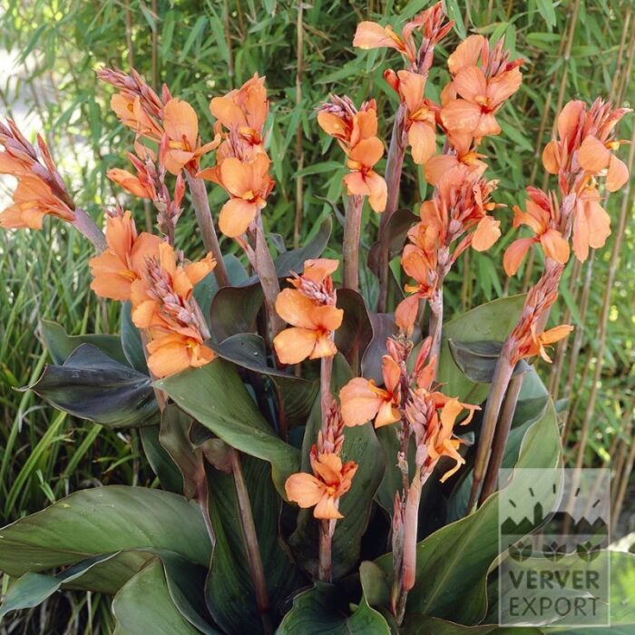 Canna 'Ingeborg' (27019)