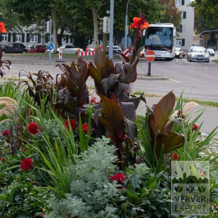 Summer Trams Verver 'Rouge Rumble' © / 5 m² (29302) - Bild 2