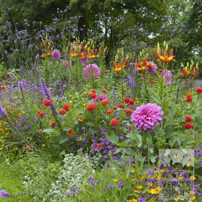Summer Trams Verver 'Purple Fiesta' © / 5 m² (29315) - Bild 2