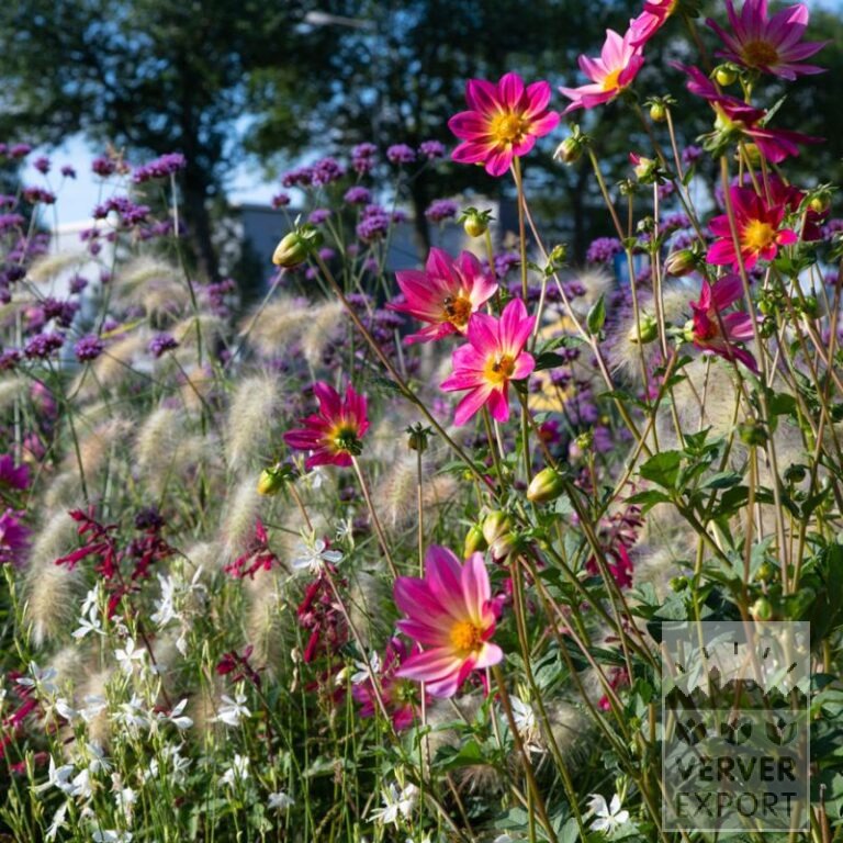 Summer Trams Verver 'Papillon Pink Explosion' © / 9 m² (29352) - Bild 2