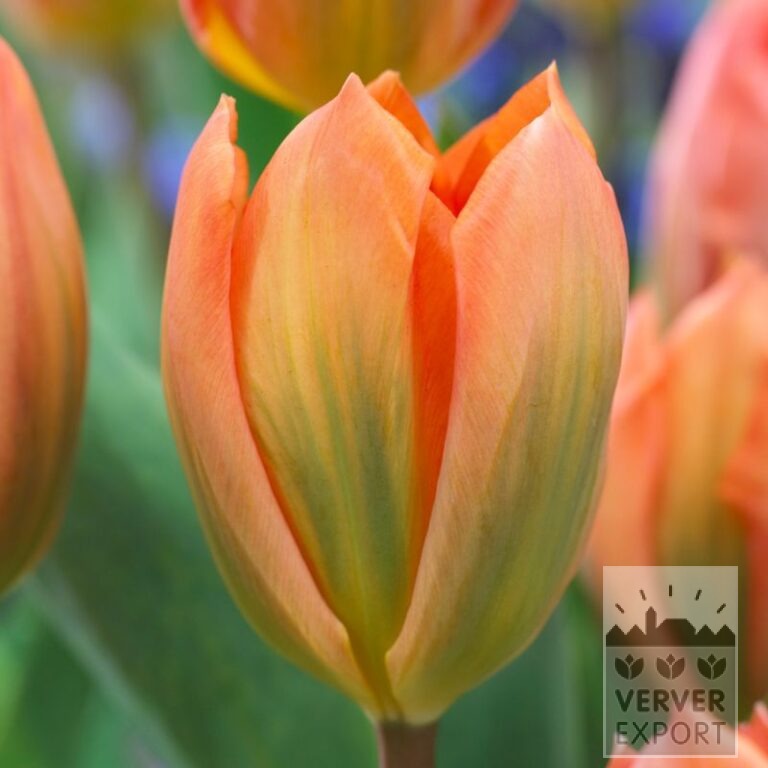 Tram Robuste 'Andromeda' © / 6 m² (29414) - Bild 5