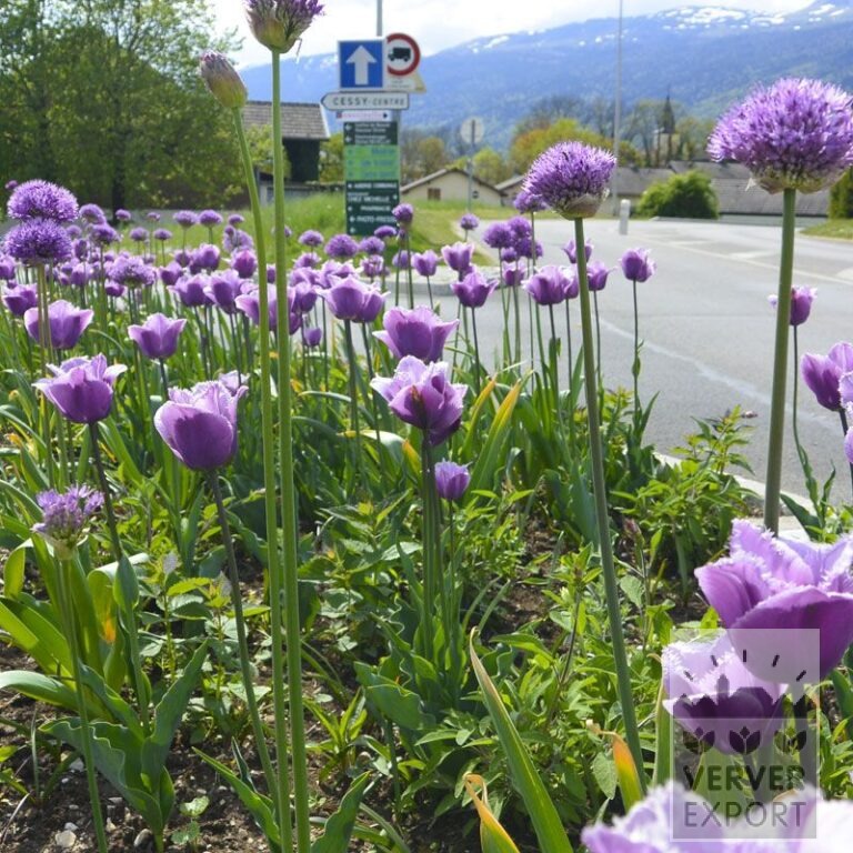 Tram Vivas 'Sandra' © / 9m² (29534) - Bild 2