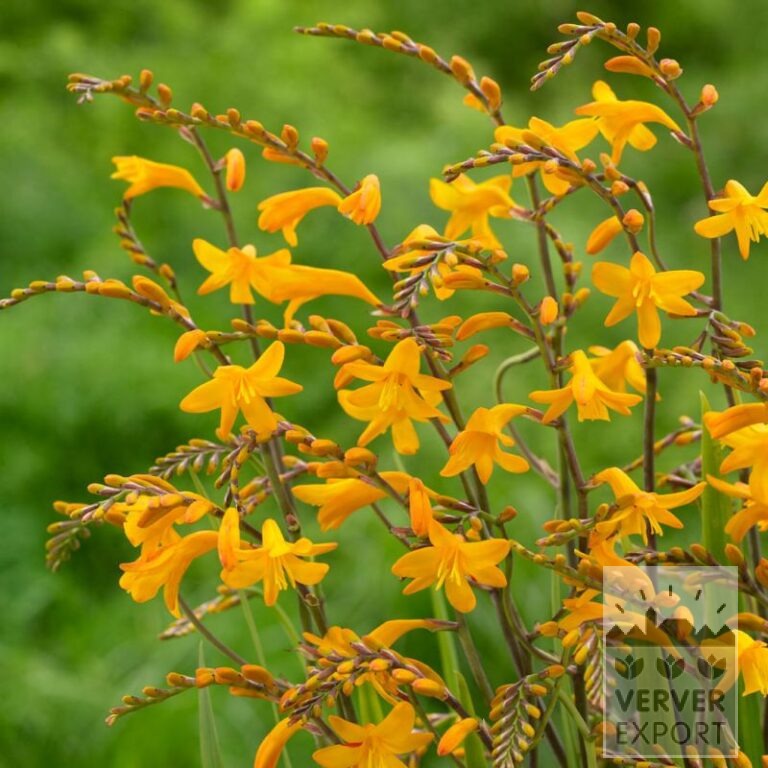 Tram Prairie 'Blackfoot' © / 9 m² (29651) - Bild 7