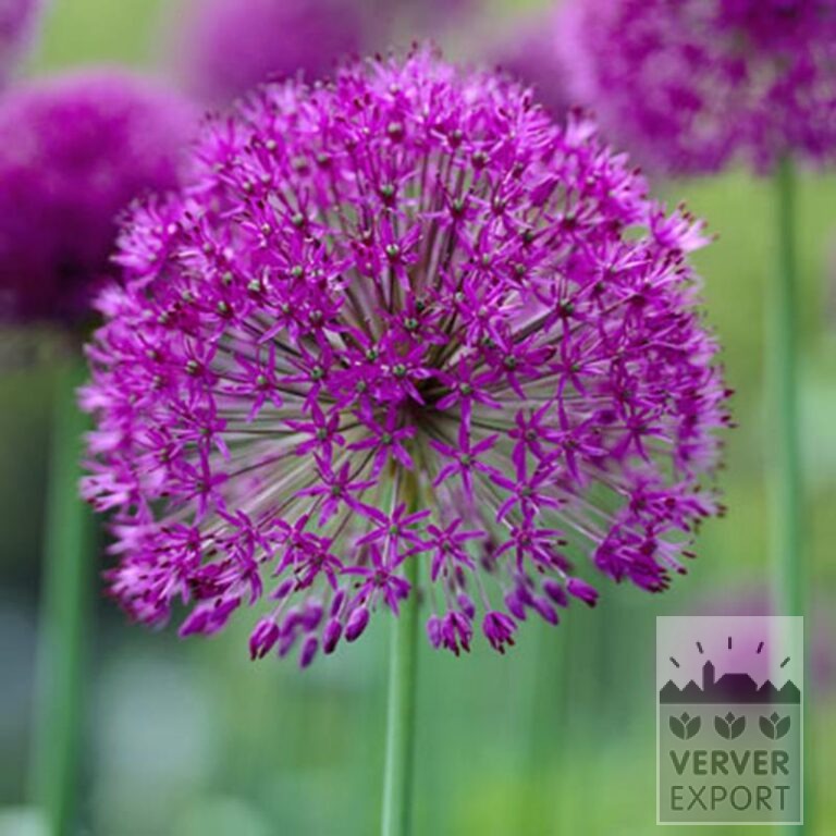 Tram Vivas 'Sandra' © / 9m² (29534) - Bild 6