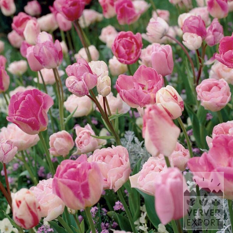 Mixture Verver 'Pink Mist' © (11090)