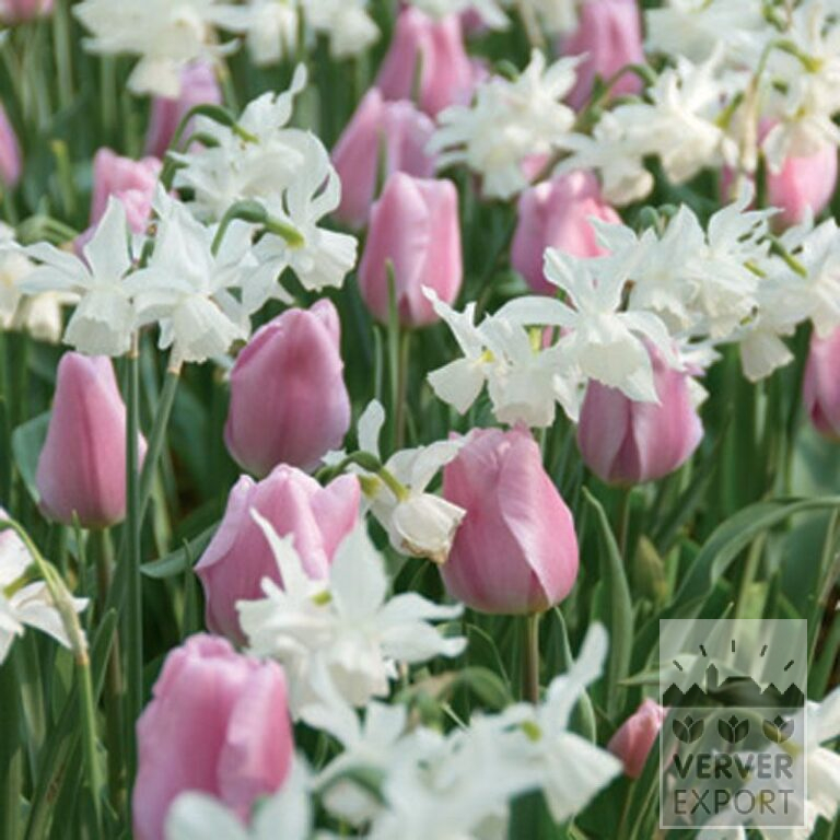 Mixture Verver 'Pink Snowflakes' © (11240)