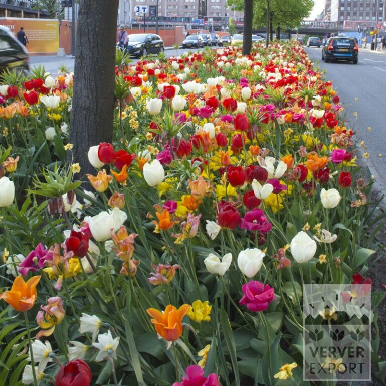 Mixture Verver 'Stockholm' © (11350)