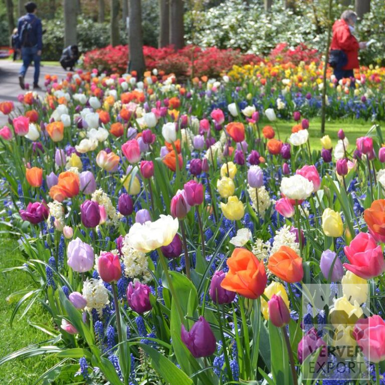 Mixture Verver 'Spring Fair' © (11584)
