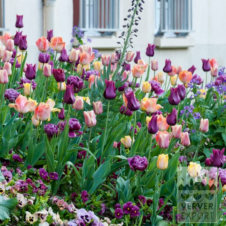 Mixture Verver 'Purple Haze' © (11585)