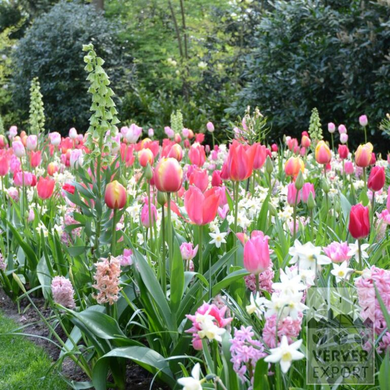 Mixture Verver 'Sweet Pink' © (11633)