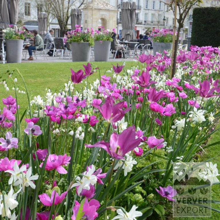Mixture Verver 'Ville de Rochefort-sur-Mer' © (11639)
