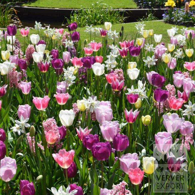Mixture Verver 'Gloria' © (11700)