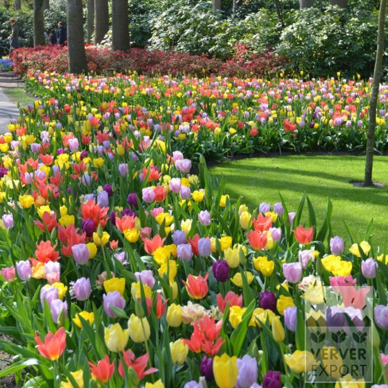 Mixture Verver 'Bright Blossom' © (11701)