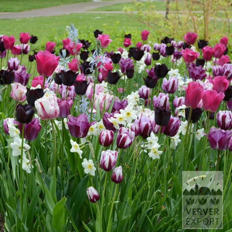 Mixture Verver 'Purple Kiss' © (11744)