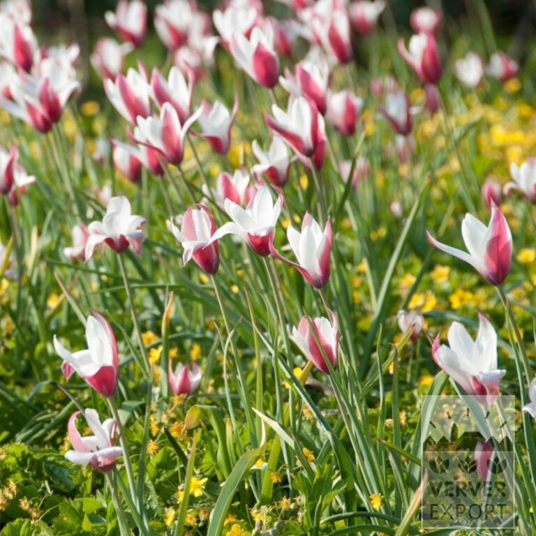 Tulips clusiana (12005)