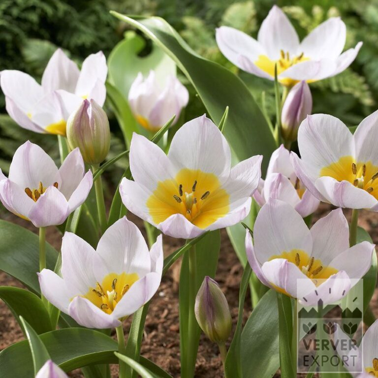 Tulips bakeri 'Lilac Wonder' (12007)