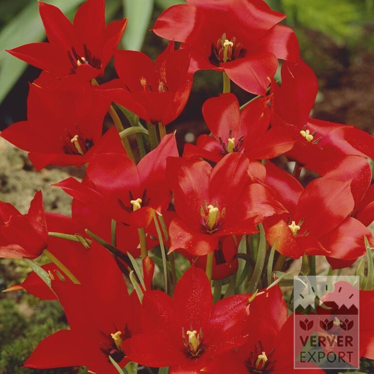 Tulips linifolia (12008)