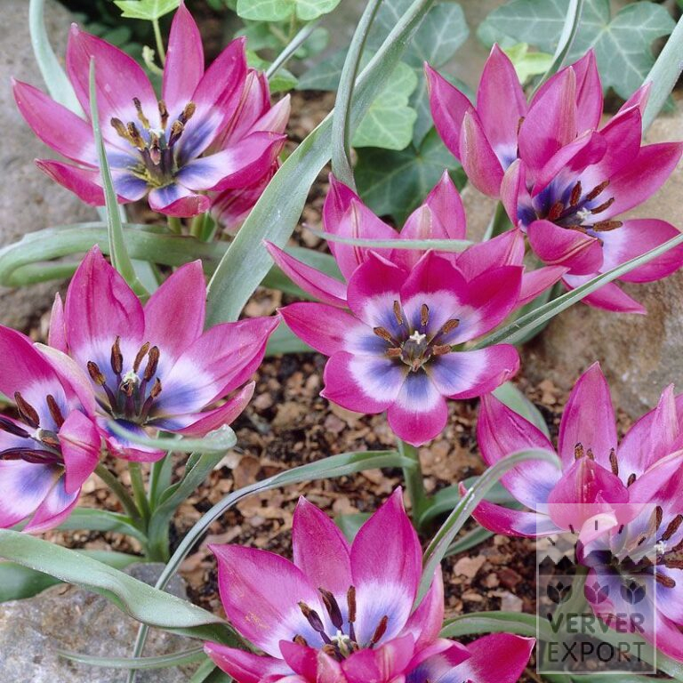 Tulips 'Little Beauty' (12010)