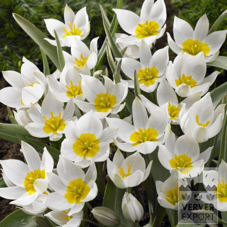 Tulips polychroma (12011)