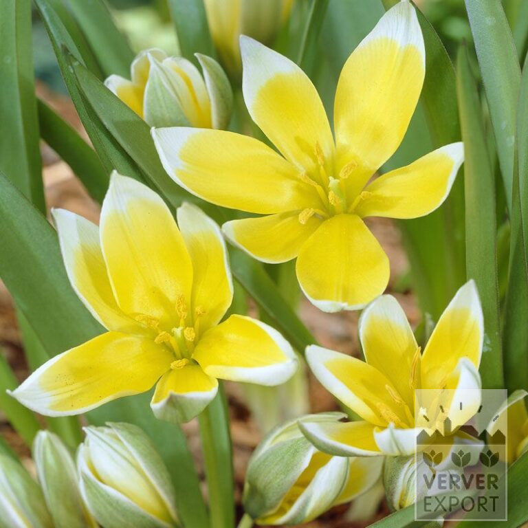 Tulips tarda (12013)