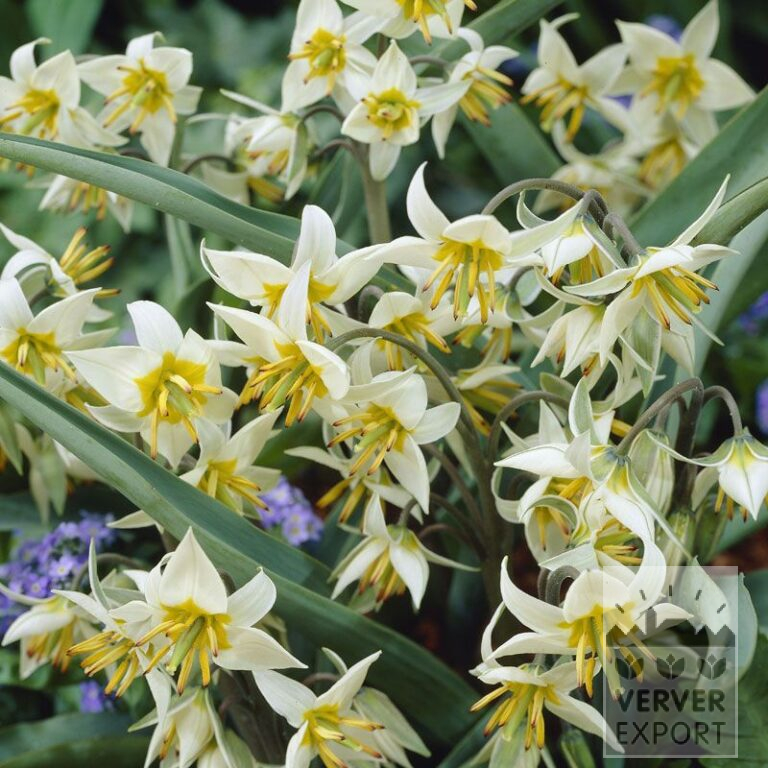 Tulips turkestanica (12014)