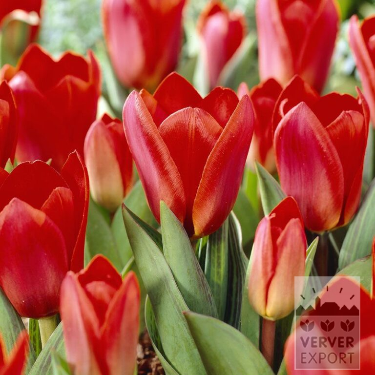 Tulips 'Showwinner' (12021)