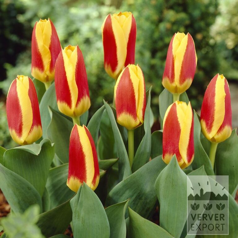 Tulips 'Stresa' (12022)