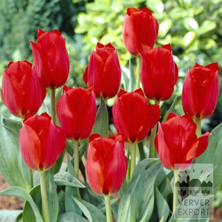 Tulips 'Grand Prestige' (12033)