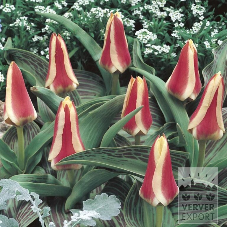 Tulips 'Mary Ann' (12035)