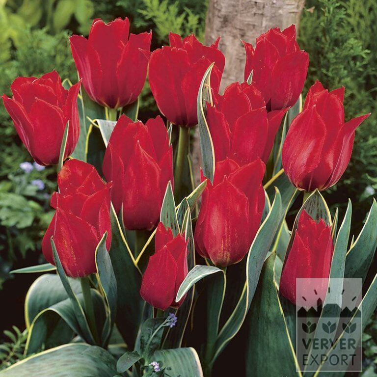 Tulips 'Mme Corrie' (12037)