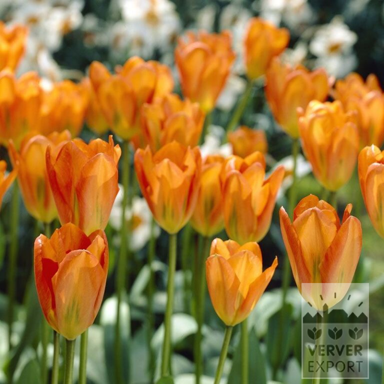Tulips 'Orange Emperor' (12050)