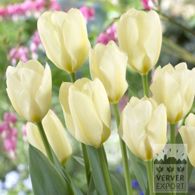 Tulips 'Purissima' (12053)