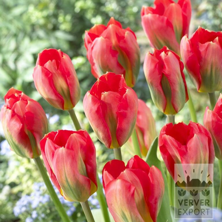 Tulips 'Red Alert' (12056)