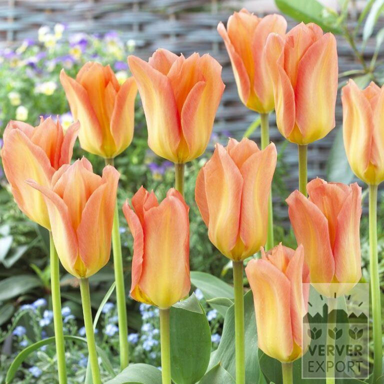 Tulips 'Apricot Emperor' (12059)