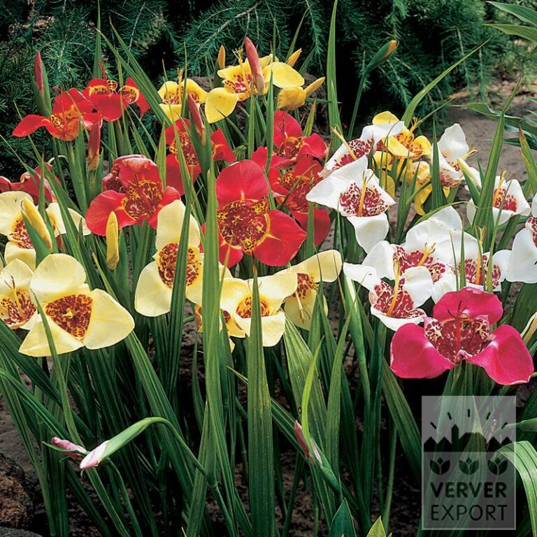 Tigridia pavonia mixed (28034) - Bild 2