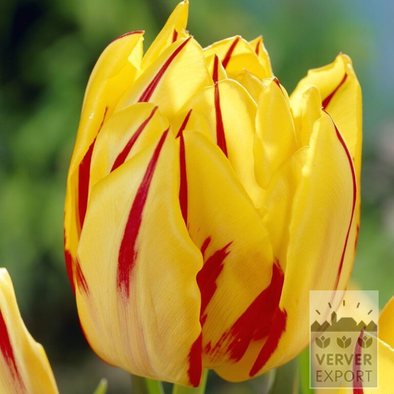 Tulips 'Monsella' (12084)