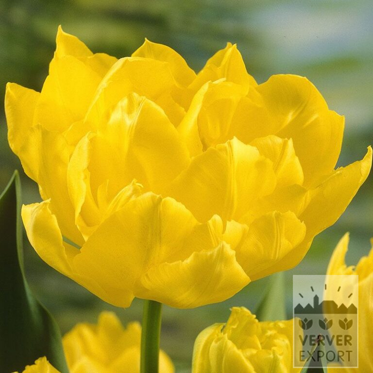 Tulips 'Monte Carlo' (12085)