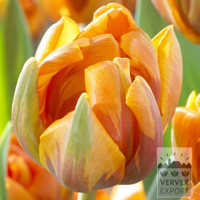 Tulips 'Orange Princess' (12091)