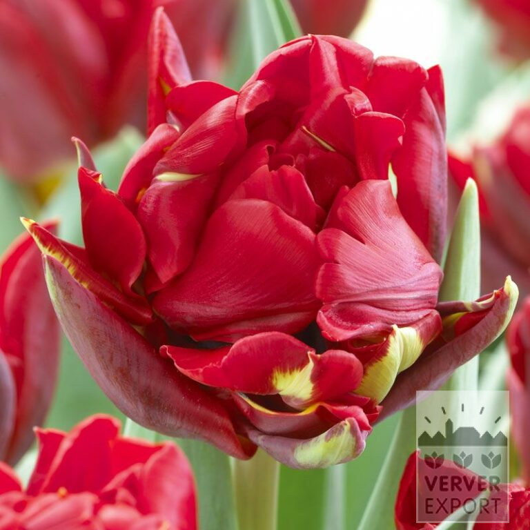 Tulips 'Red Princess' (12092)