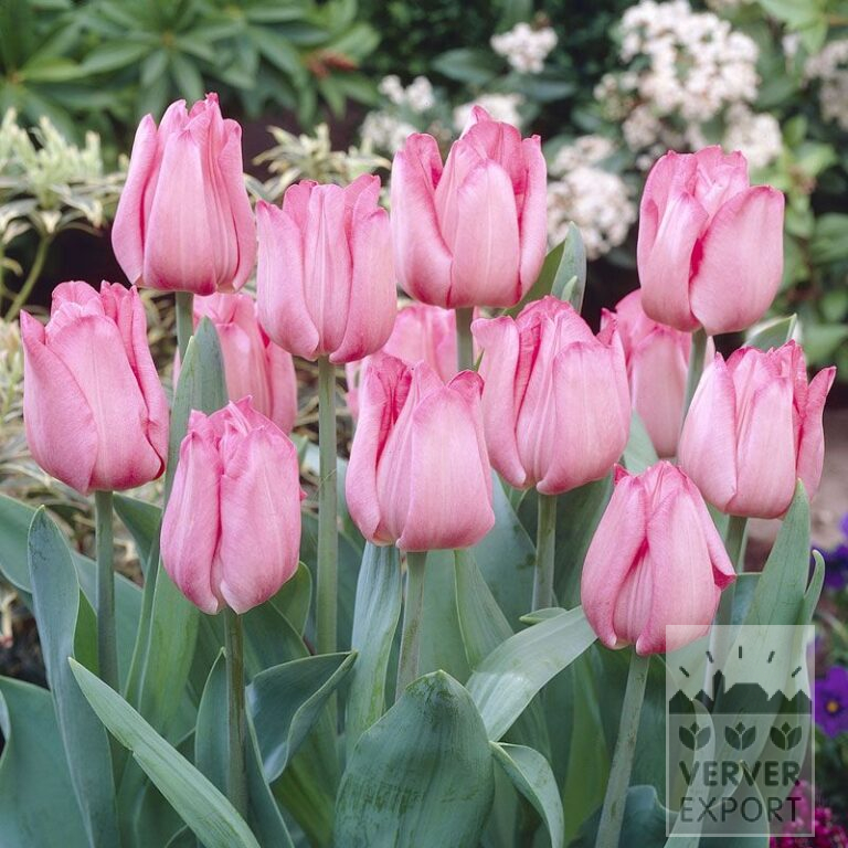 Tulips 'Lydia' (12106)