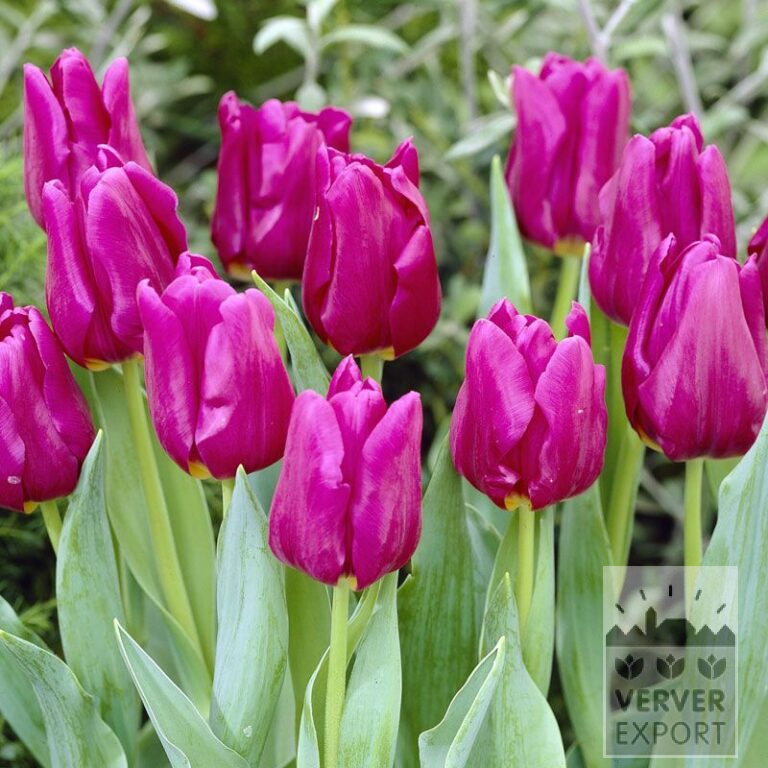Tulips 'Passionale' (12109)