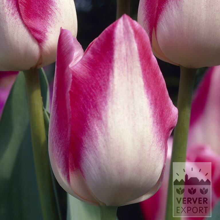 Tulips 'Garden Party' (12132)