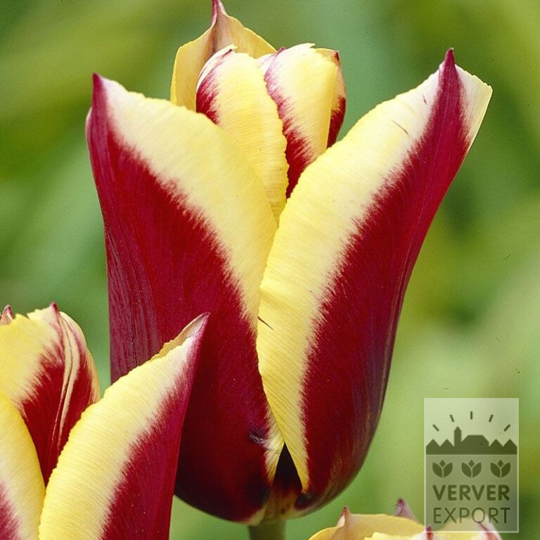 Tulips 'Gavota' (12134)