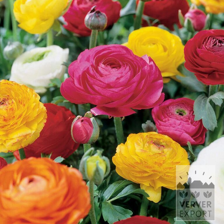 Ranunculus Mixed (36095)
